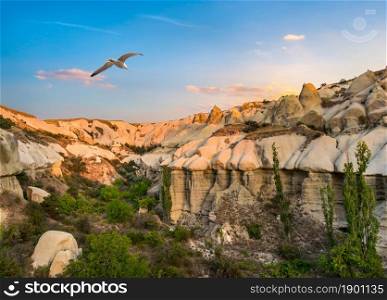 Bird over rocks in Cappadocia at sunrise. Bird over Cappadocia