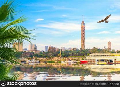 Bird over TV tower on river Nile in Cairo. Bird over TV tower