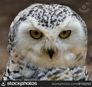 bird owl animal bird of prey