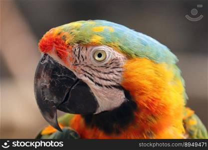 bird parrot multicoloured