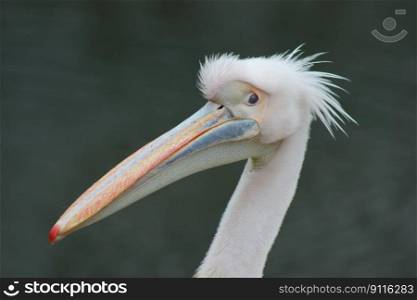bird pelican ornithology species