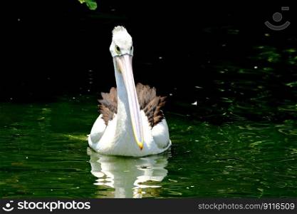 bird pelican ornithology species