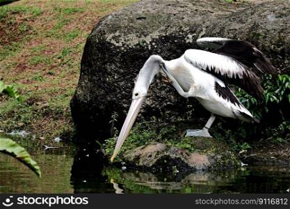 bird pelican waterfowl beak