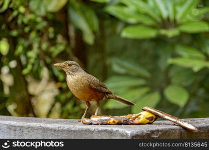 Bird perched on a wall to eat fruit left to feed them on the south coast of Rio de Janeiro. Bird perched on a wall to eat fruit