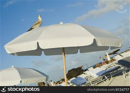 Bird perching on a beach umbrella