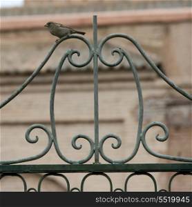 Bird perching on metal grate of gate, Marrakesh, Morocco
