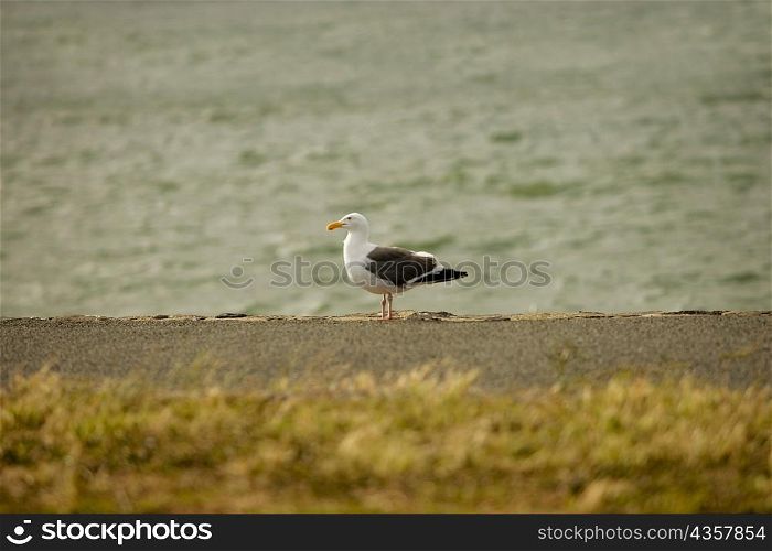 Bird perching on the water&acute;s edge