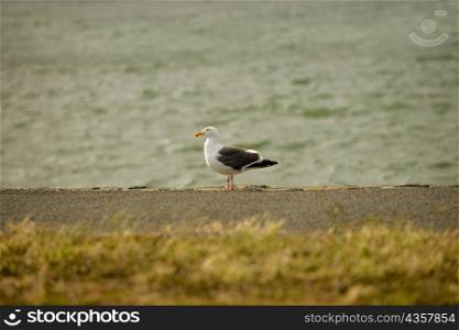 Bird perching on the water&acute;s edge