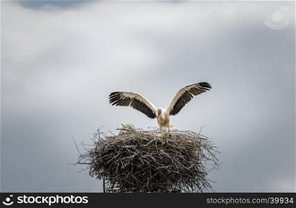 Bird photography with a beautiful white stork, as it stays with the wings wide open on its big nest. Scientific called Ciconia ciconia, the white stork is a carnivorous bird.
