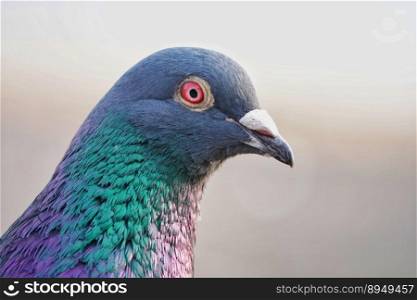 bird pigeon avian wildlife