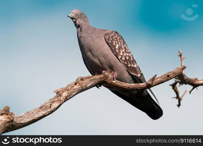bird pigeon ornithology