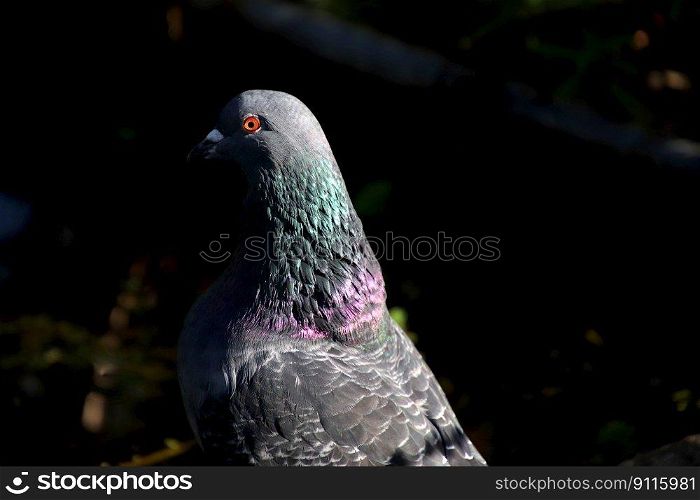 bird pigeon ornithology species