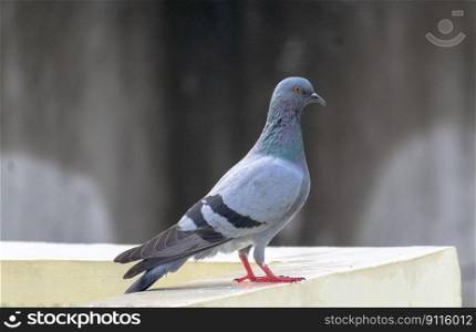 bird pigeon ornithology species