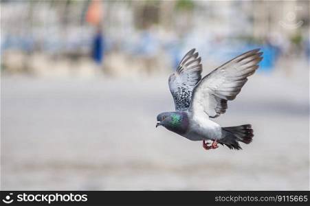 bird pigeon wing flying gray birds