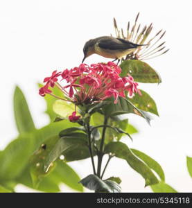 Bird pollinating flower, Koh Samui, Surat Thani Province, Thailand