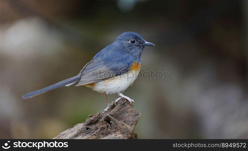 bird red flanked bluetail