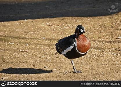 bird red necked goose ornithology