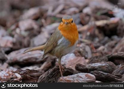 bird robin beak plumage