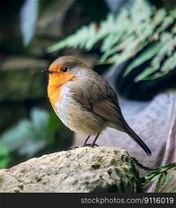 bird robin ornithology songbird