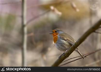 bird robin ornithology species