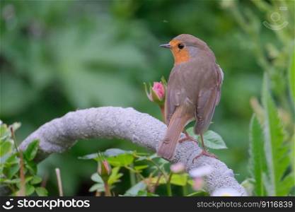 bird robin plumage ornithology