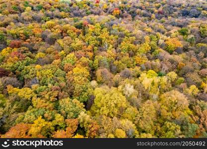 Bird&rsquo;s eye view from drone above colorful fall leaves on trees. Golden warm autumn at forest plantation. Seasonal nature concept.. Bird&rsquo;s eye view from drone above colorful fall trees
