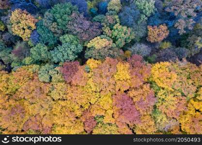 Bird&rsquo;s eye view from drone on mixed coniferous and deciduous forest during warm autumn season. Natural wallpaper and backdrop.. View from drone on mixed autumn forest