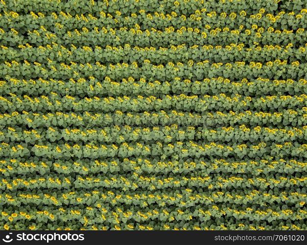 Bird&rsquo;s eye view from drone to agricultured field of blooming sunflowers at summer sunset. Top view. Texture of plant background. Sunflower field background on summer sunset. Aerial view from drone of yellow sunflower field.