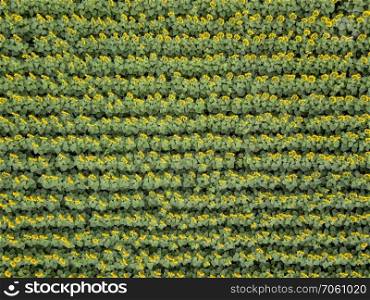 Bird&rsquo;s eye view from drone to agricultured field of blooming sunflowers at summer sunset. Top view. Texture of plant background. Sunflower field background on summer sunset. Aerial view from drone of yellow sunflower field.