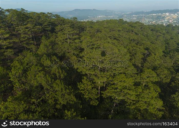 Bird&rsquo;s-eye view of pine forest