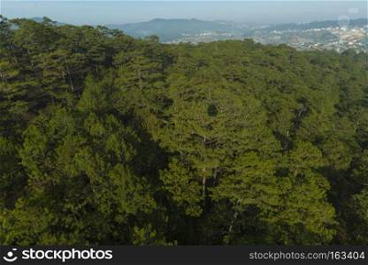 Bird&rsquo;s-eye view of pine forest