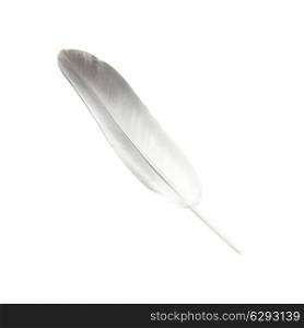 Bird&rsquo;s feather isolated on the white background