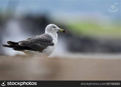 bird sea gull coast natural animal