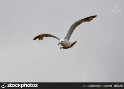 bird sea gull wings flying sky