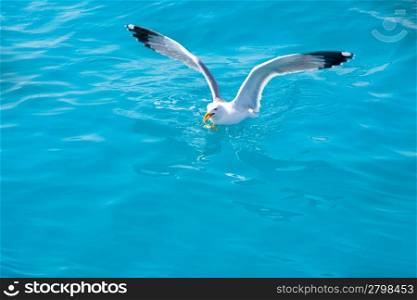 bird seagull on sea water in blue ocean