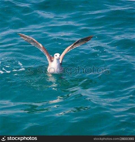 bird seagull on sea water in blue ocean