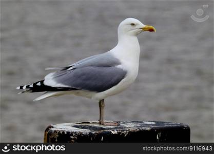 bird seagull ornithology species
