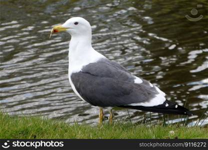 bird seagull seabird waterfowl