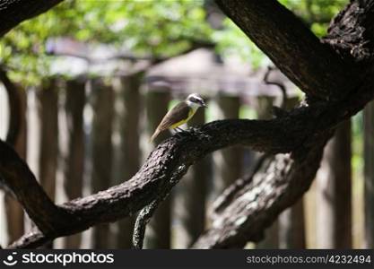 bird sitting on a tree jacaranda