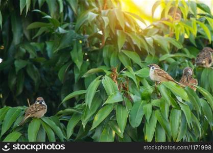 Bird Sparrow on a branch