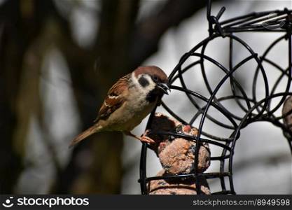 bird sparrow ornithology animal