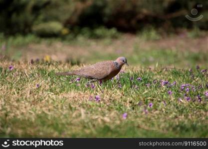 bird spotted dove ornithology dove