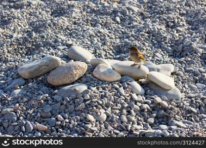 Bird Standing On Stones On The Beach Of Nice In France