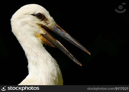bird stork beak feathers
