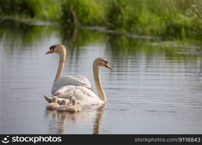 bird swan animal flow white