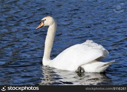 bird swan ornithology kind fauna