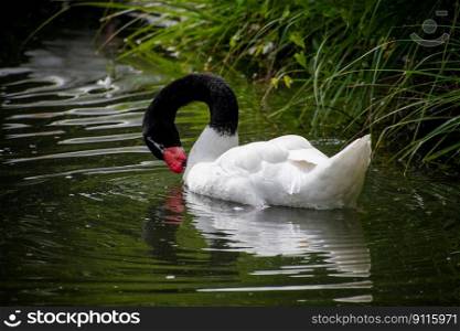 bird swan ornithology species