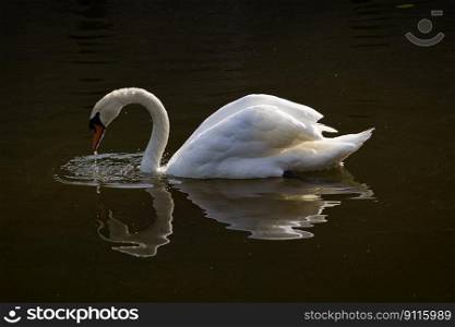 bird swan ornithology species