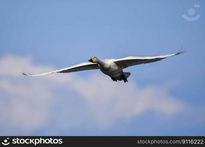 bird swan ornithology species