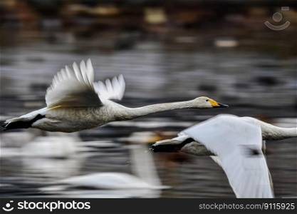 bird swan ornithology wings flying
